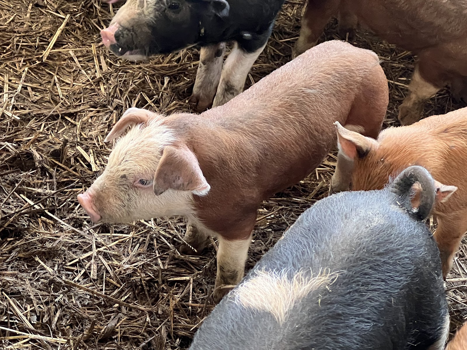 Cedar Hill Farm photo 2