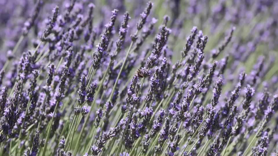 123 Farm at Highland Springs Resort