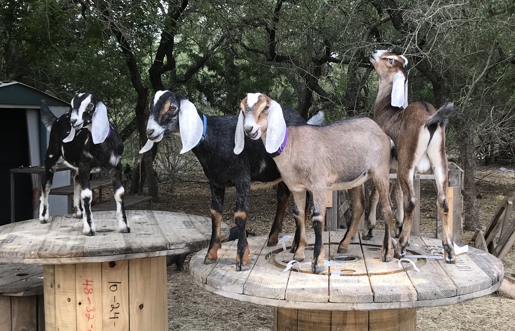 Texas Fresh Harvest Farm