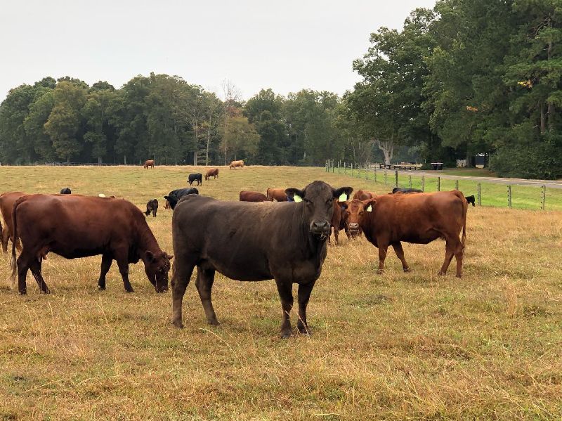 Tennessee Grass Fed Farm