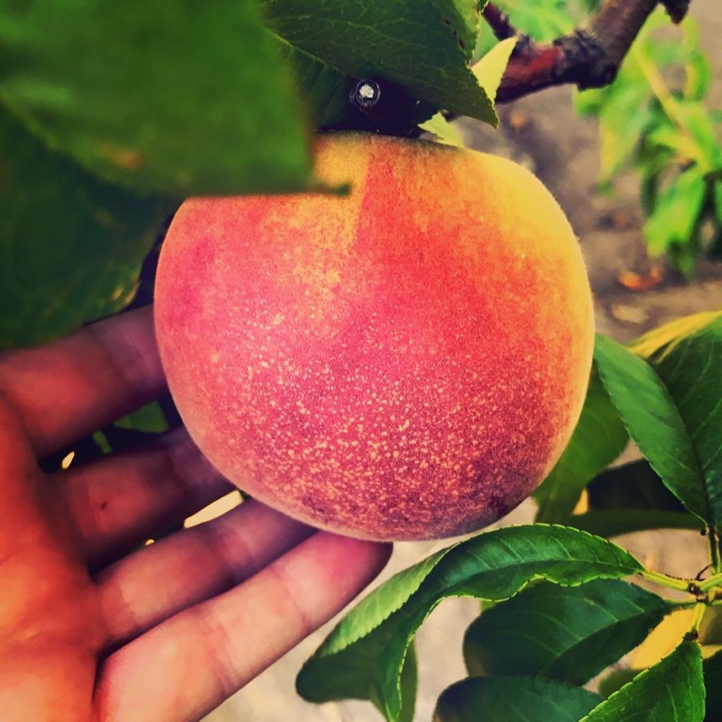 Meyer Peach Orchard