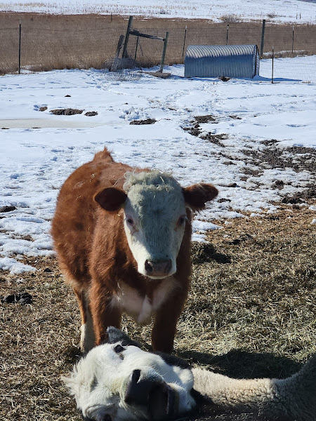 Long Shadow Farm photo 2