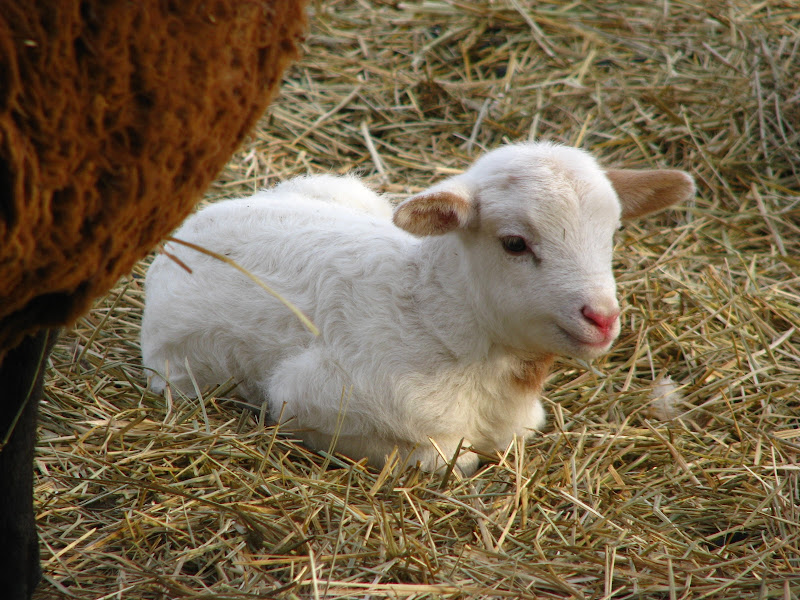 Long Shadow Farm photo 4