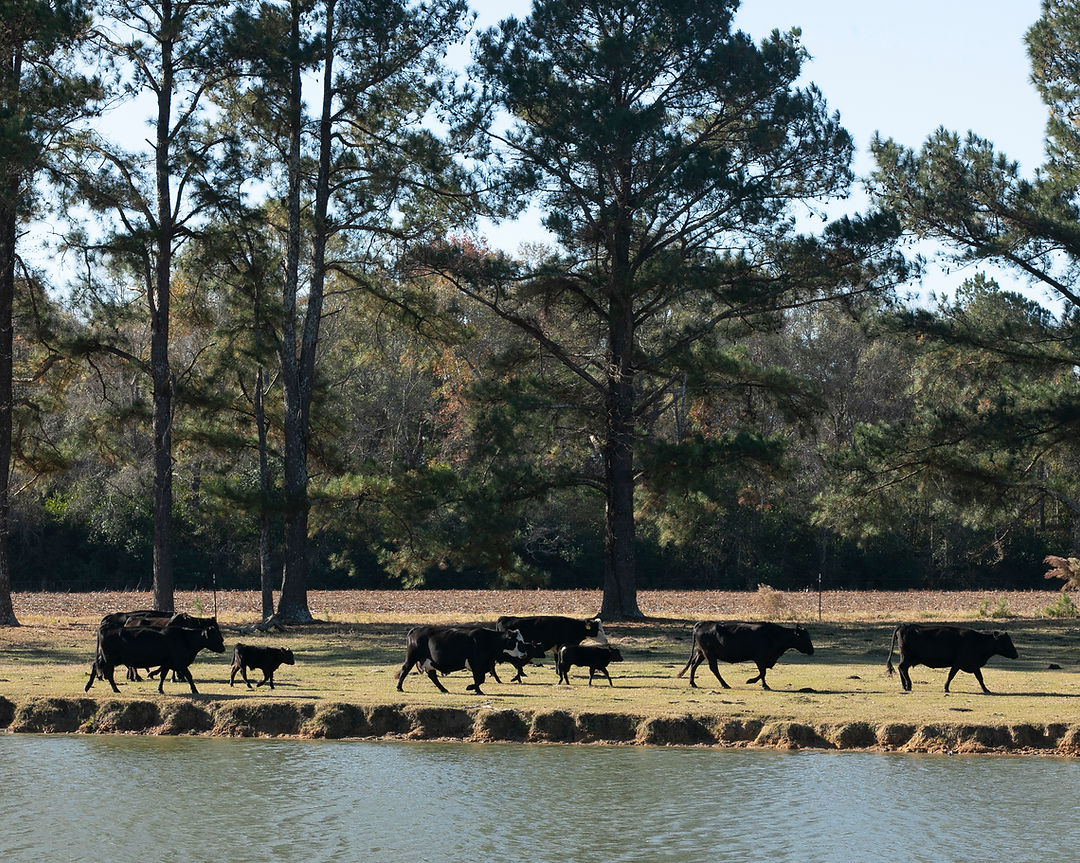 Bronwood Beef, LLC photo 19