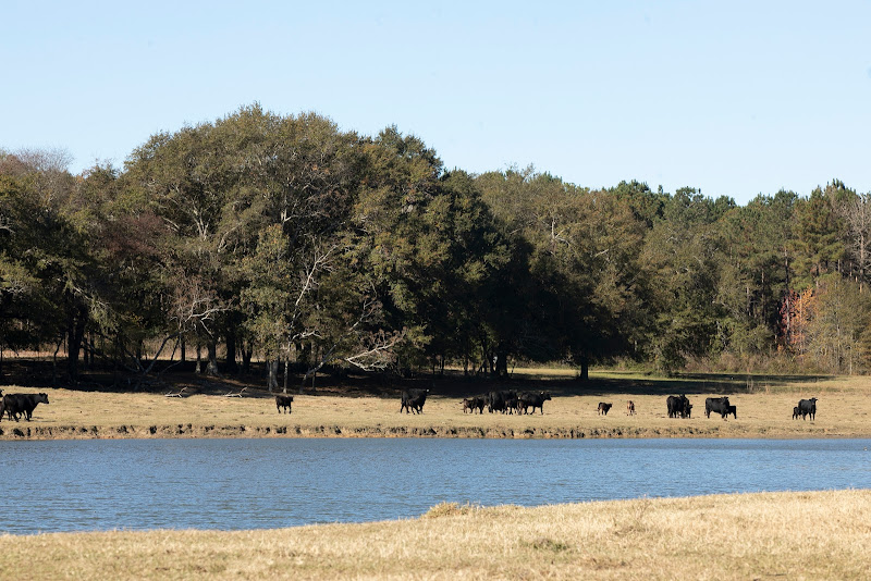 Bronwood Beef, LLC photo 4