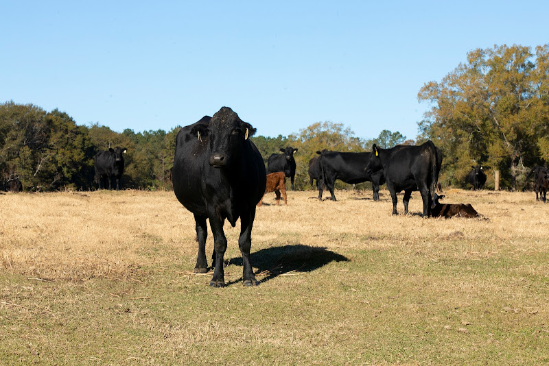 Bronwood Beef, LLC photo 7