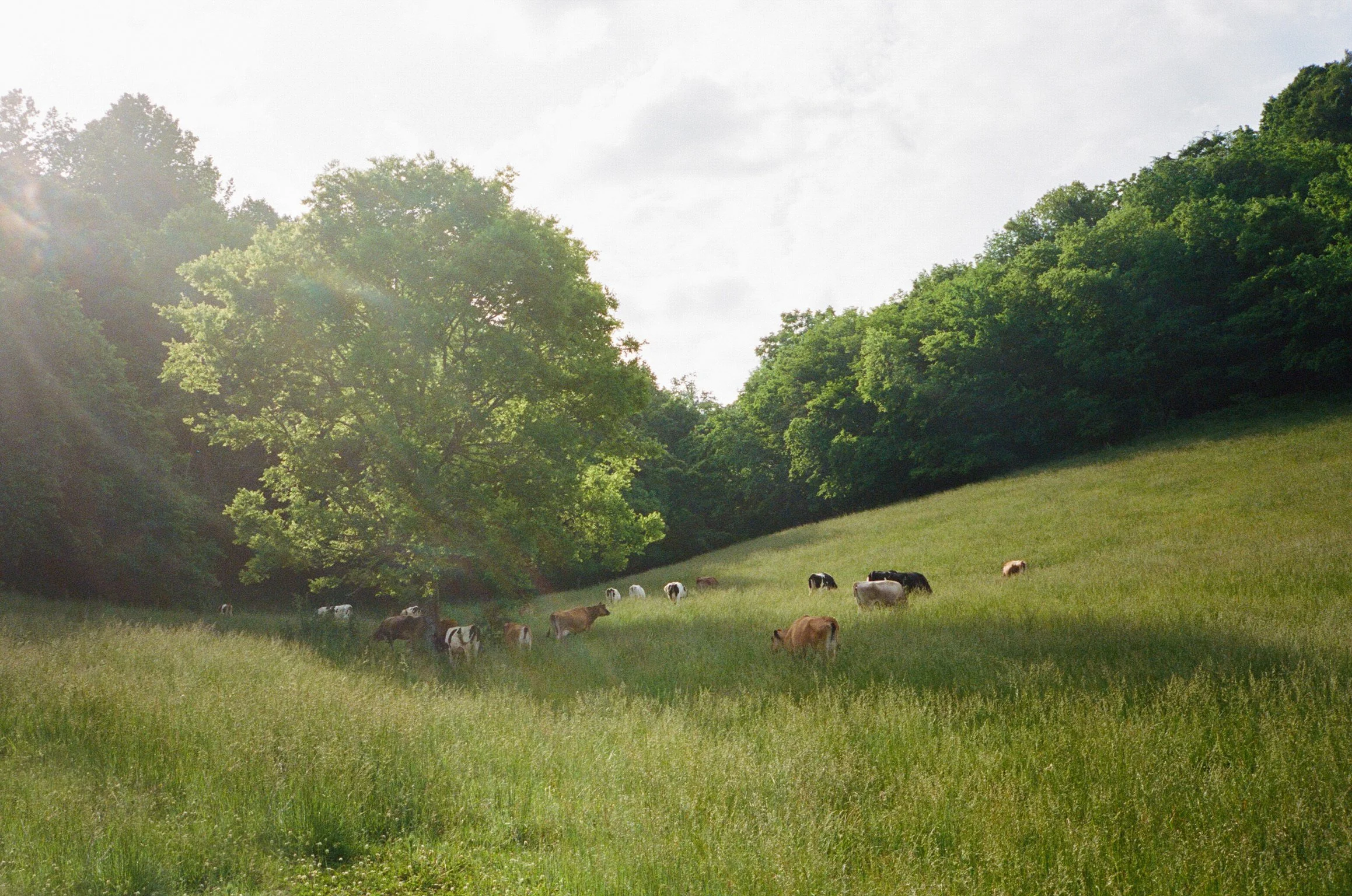 Hatcher Family Dairy