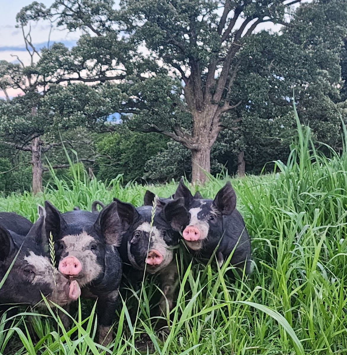 Bramblewood Farm photo 5