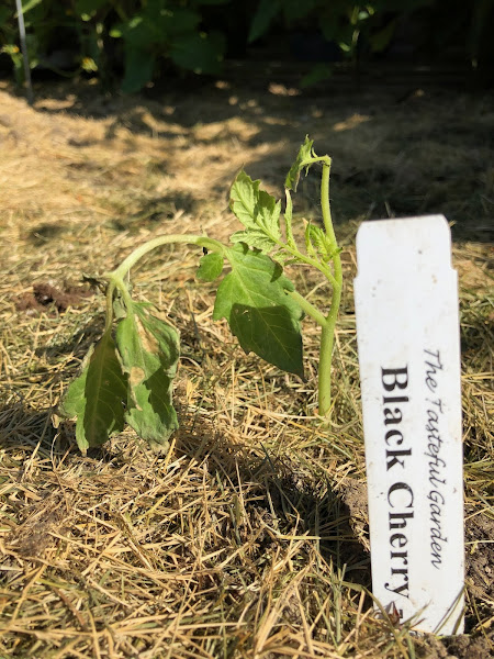 The Tasteful Garden photo 2