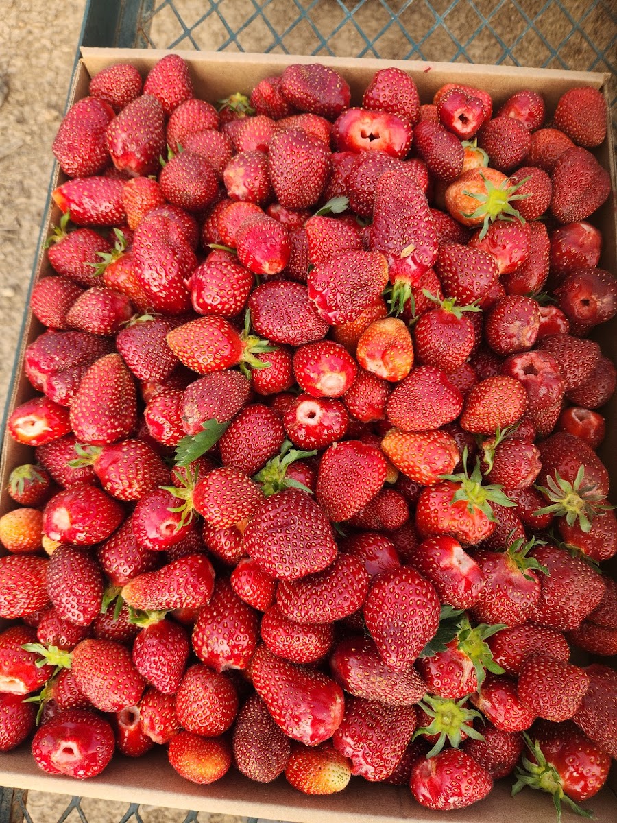 Mission Bottom Produce photo 2