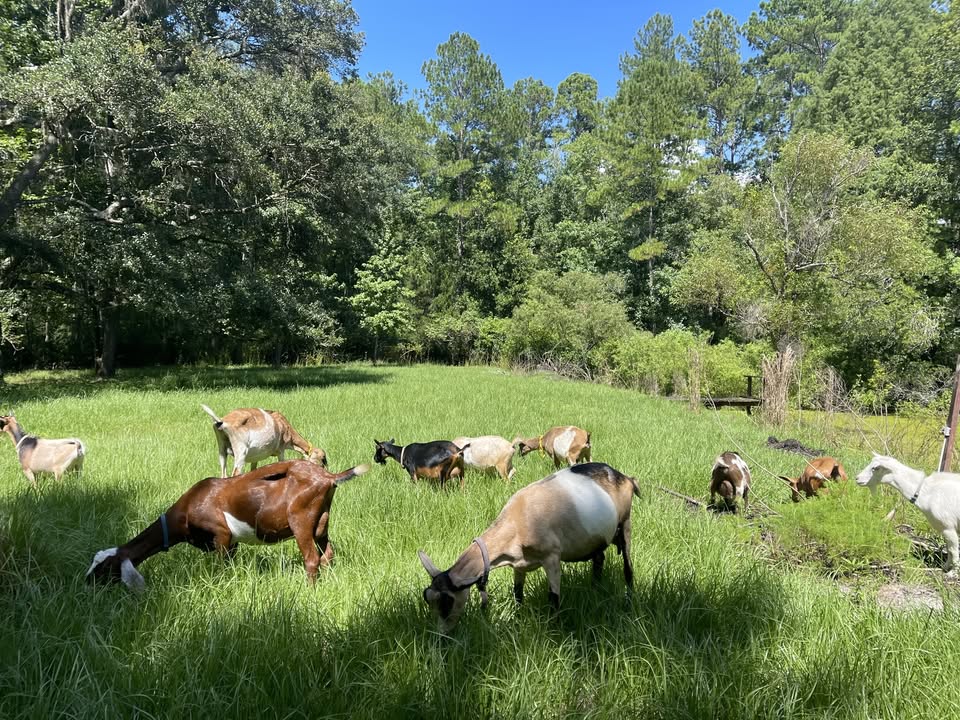 SJB Abundance Farms