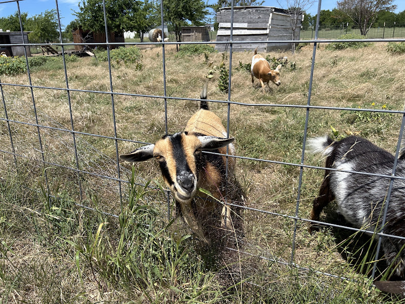 L'Cajn Farm photo 2