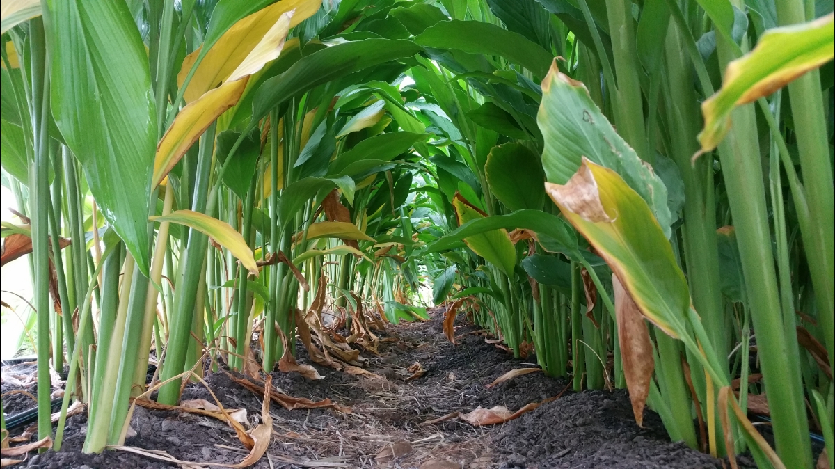 Rayburn Farms