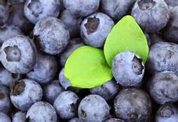 Robertson Family Farm