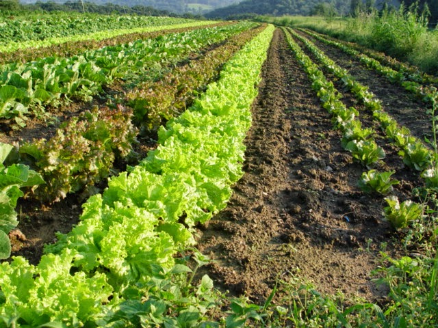 Kretschmann Farm CSA