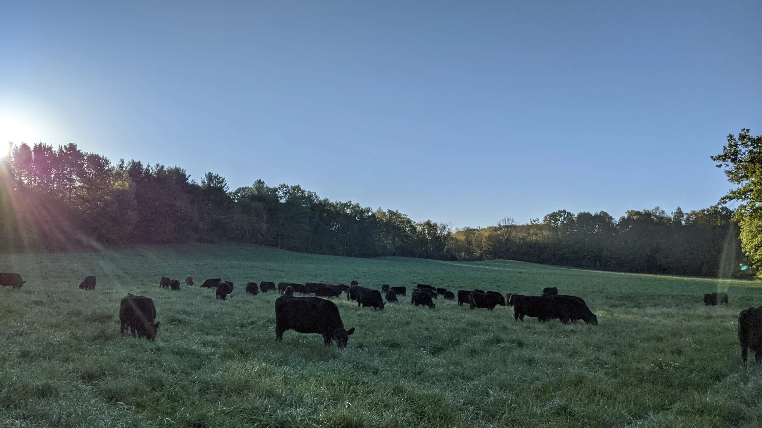The Smith Family Farm photo 5