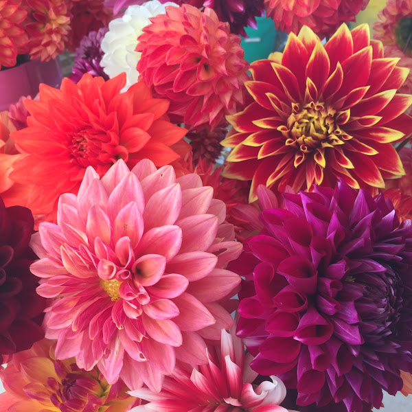 On the Vine at Richmond Farms Urban Market