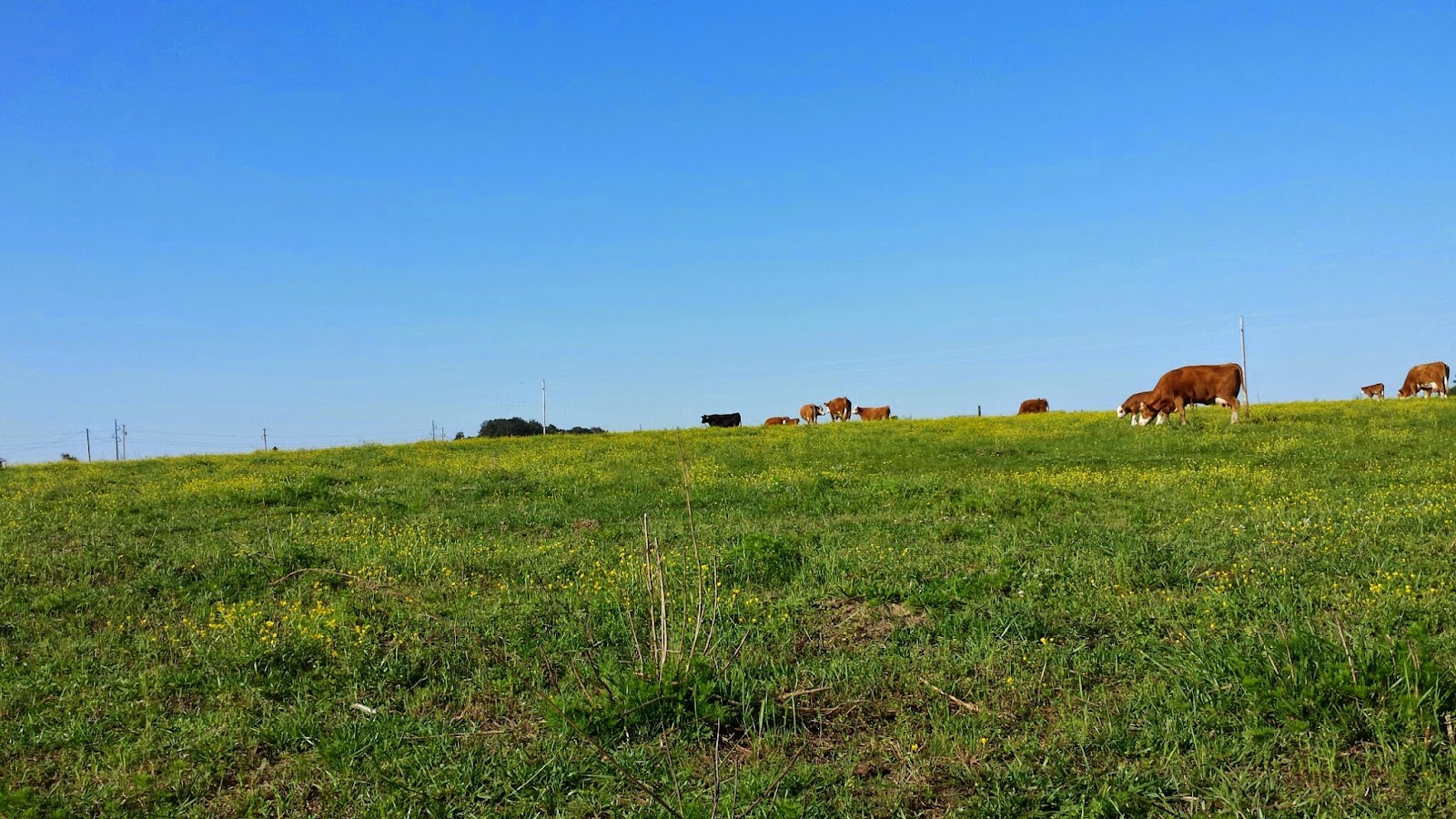 Country Corners Farm photo 3