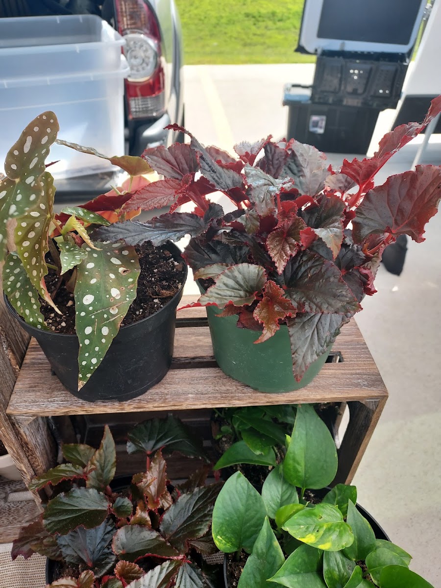 Richmond MN Farmers Market