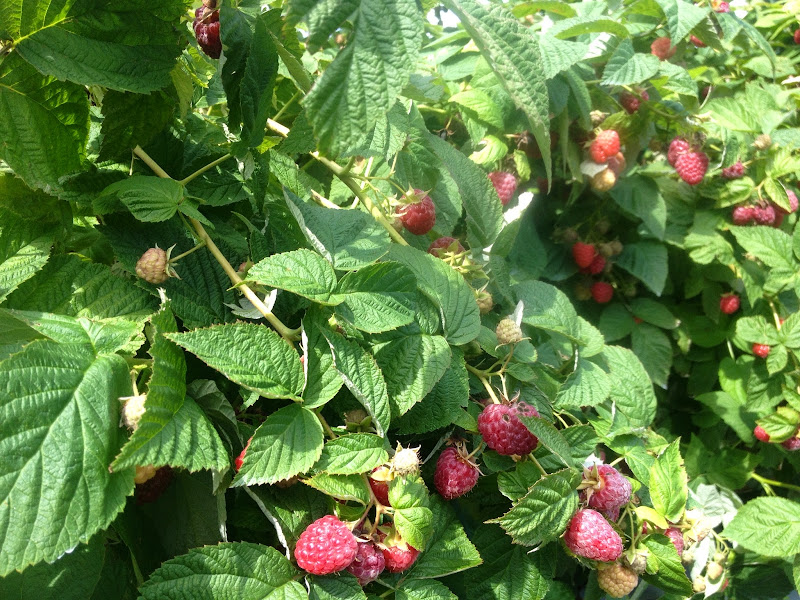 Agriberry Farm and CSA