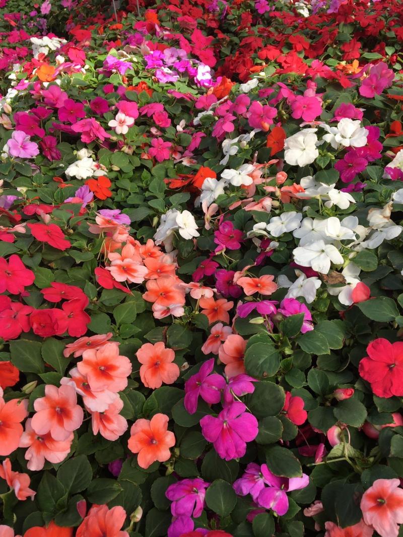 Johnny's Roadside Market Garden