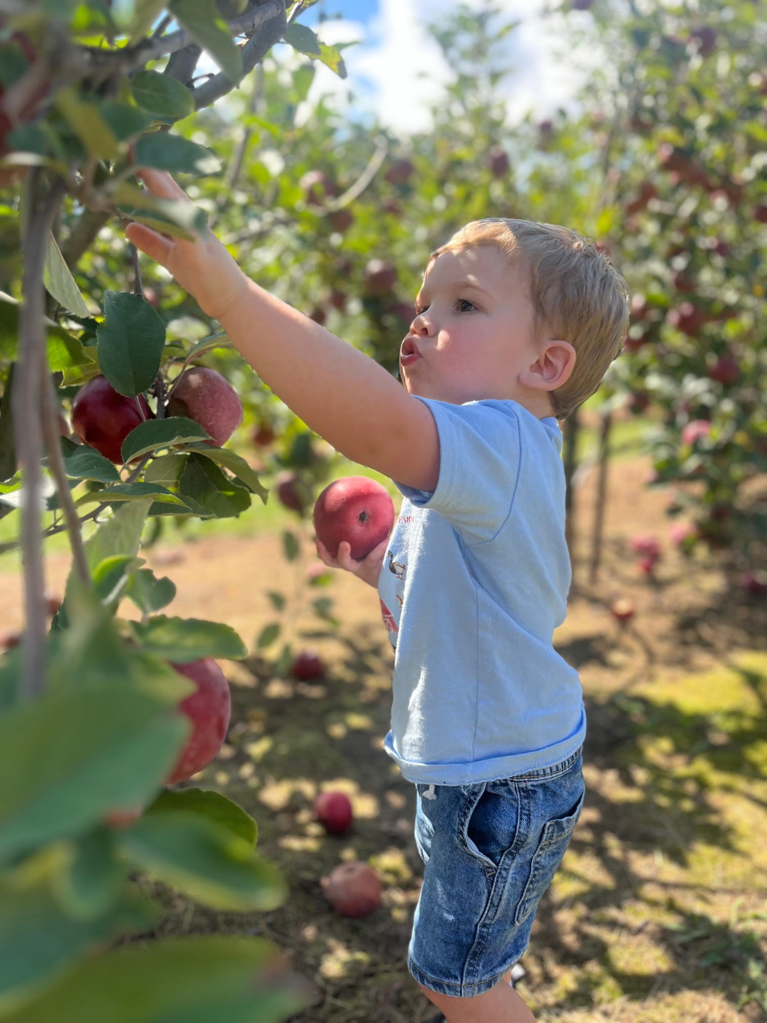 Hillcrest Orchards photo 24