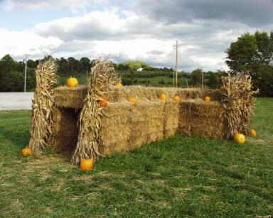 Thierbach Orchards & Berry Farm photo 4