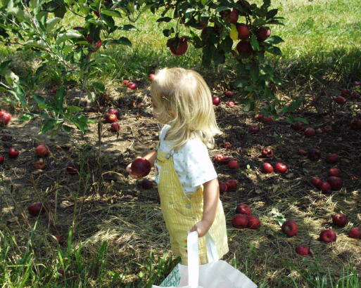 Thierbach Orchards & Berry Farm