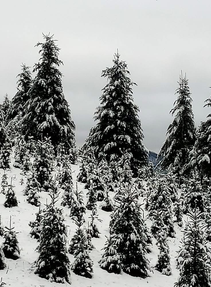 Mountain Grown Chestnuts, LLC photo 23