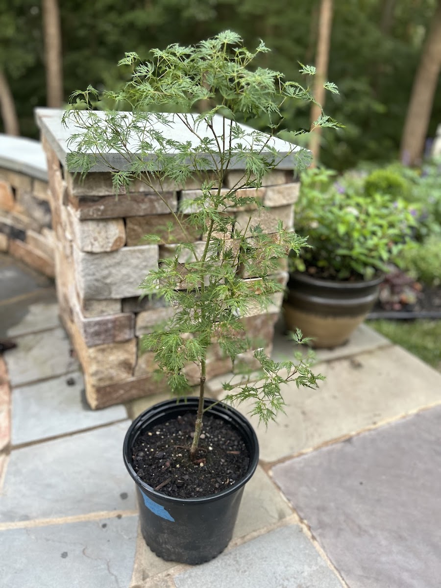 Mountain Grown Chestnuts, LLC photo 24