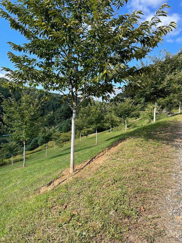 Mountain Grown Chestnuts, LLC
