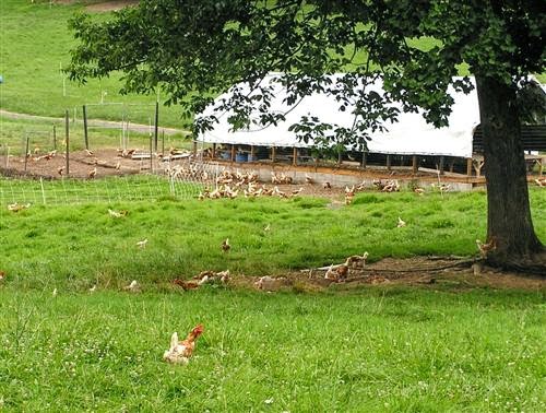 Jehovah Jireh Farm photo 2