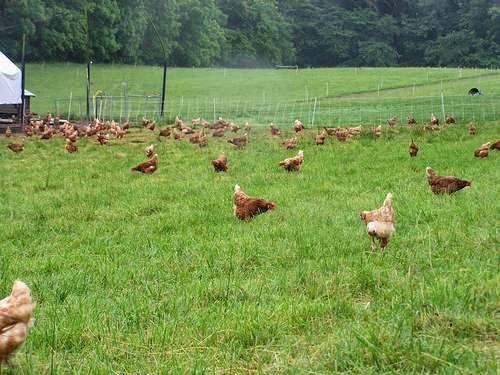 Jehovah Jireh Farm photo 3