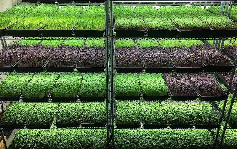 Microgreens World