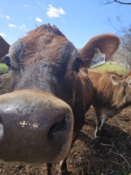Sykes Family Farm photo 2