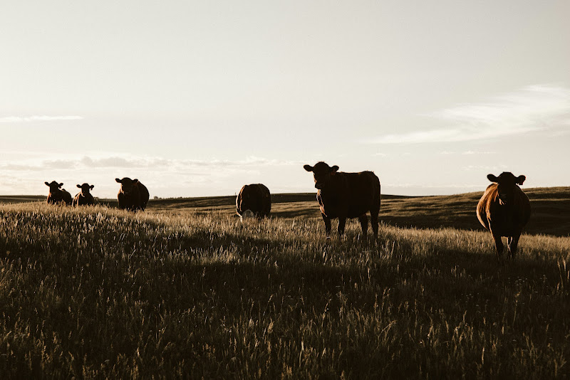 Sykes Family Farm photo 4