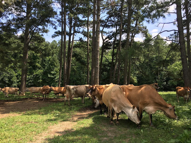 Sykes Family Farm photo 5