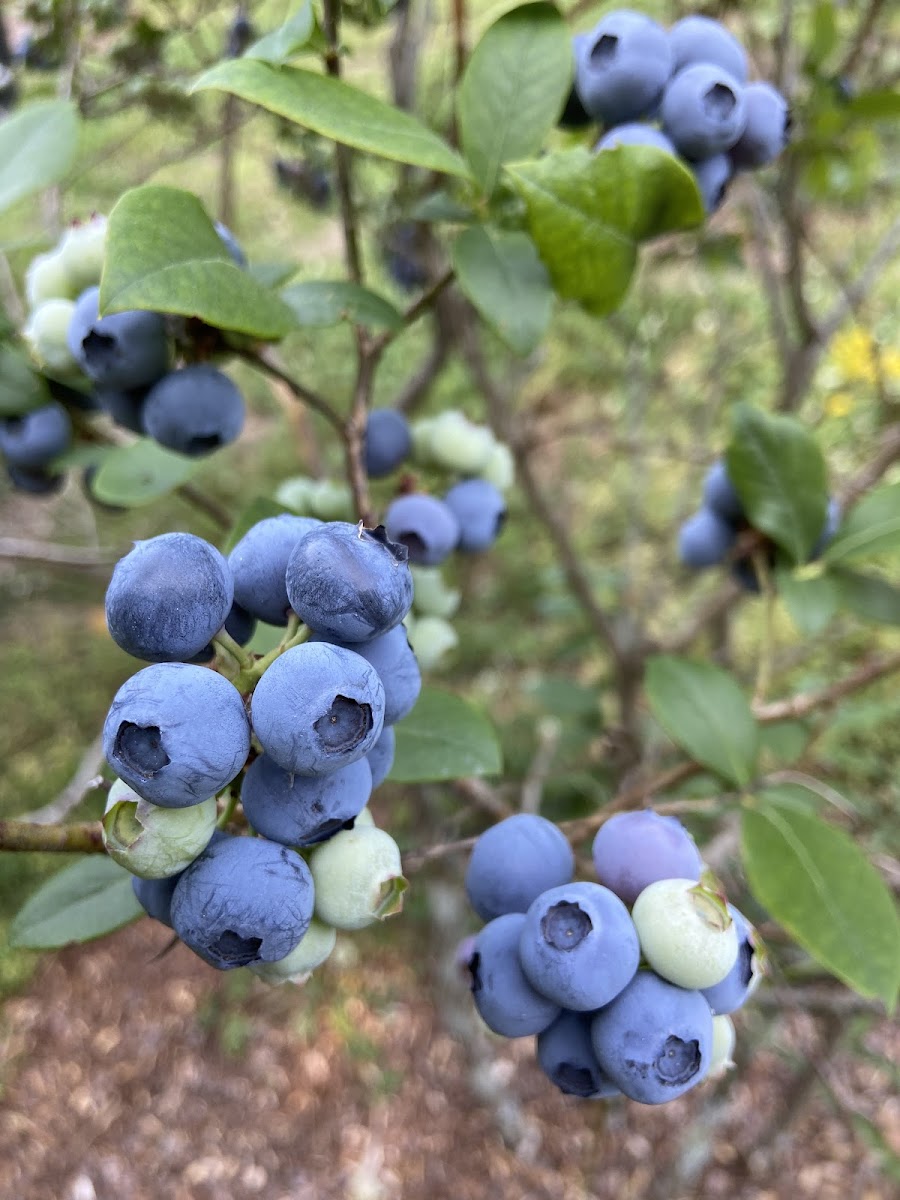 Honeys Blueberry Farm