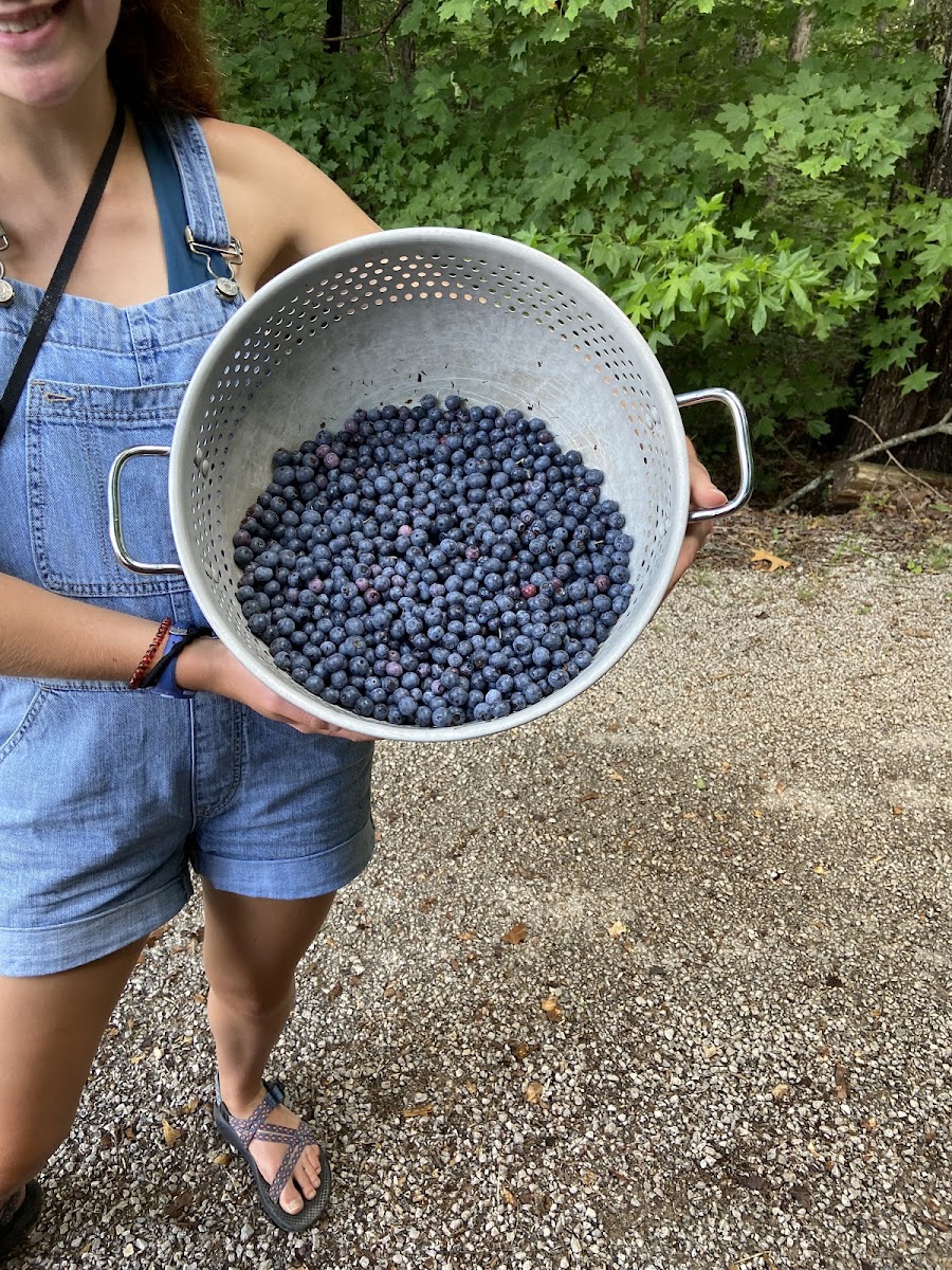 Honeys Blueberry Farm photo 2