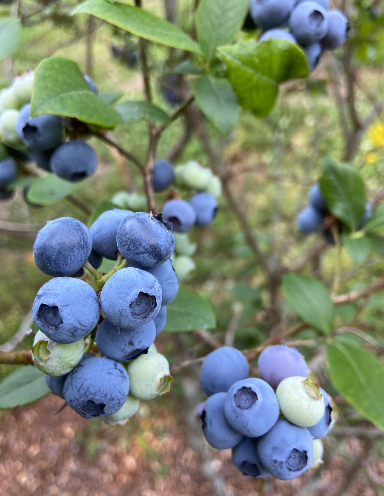 Honeys Blueberry Farm photo 3