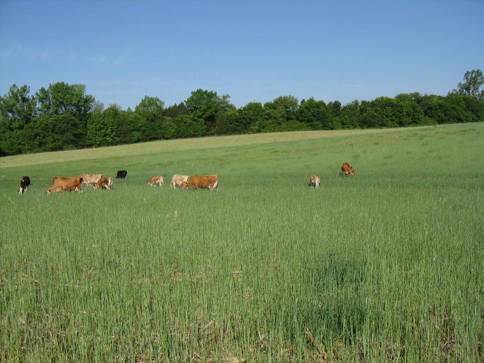 Avery’s Branch Farms Woodford Pickup