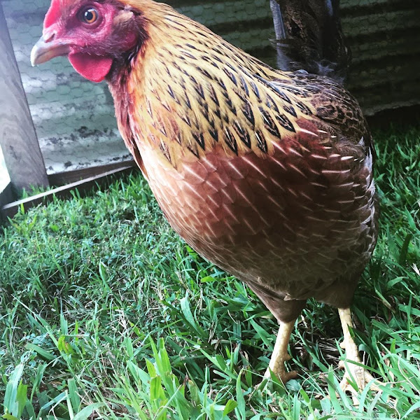 Happy Hen Farm photo 2