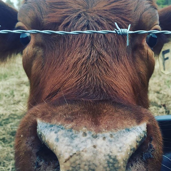 Happy Hen Farm photo 3