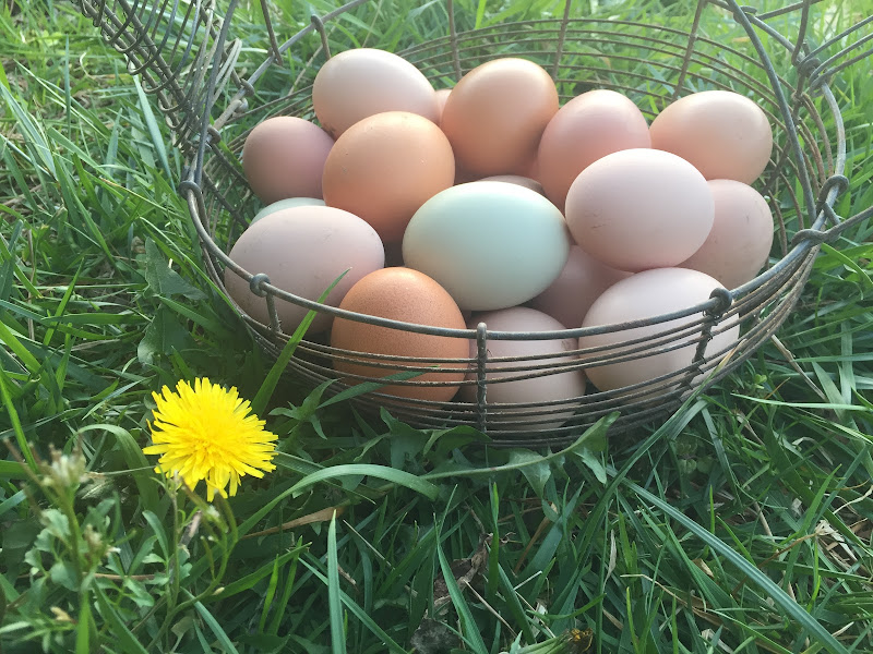 Happy Hen Farm photo 4