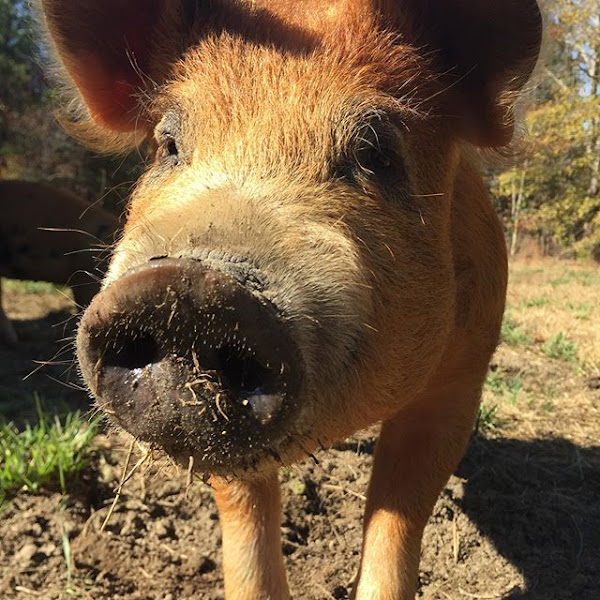 Happy Hen Farm photo 5