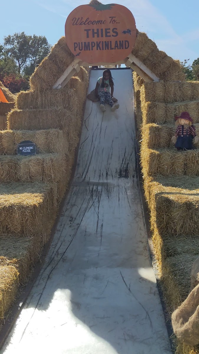 Thies Farm & Greenhouses, Inc photo 4