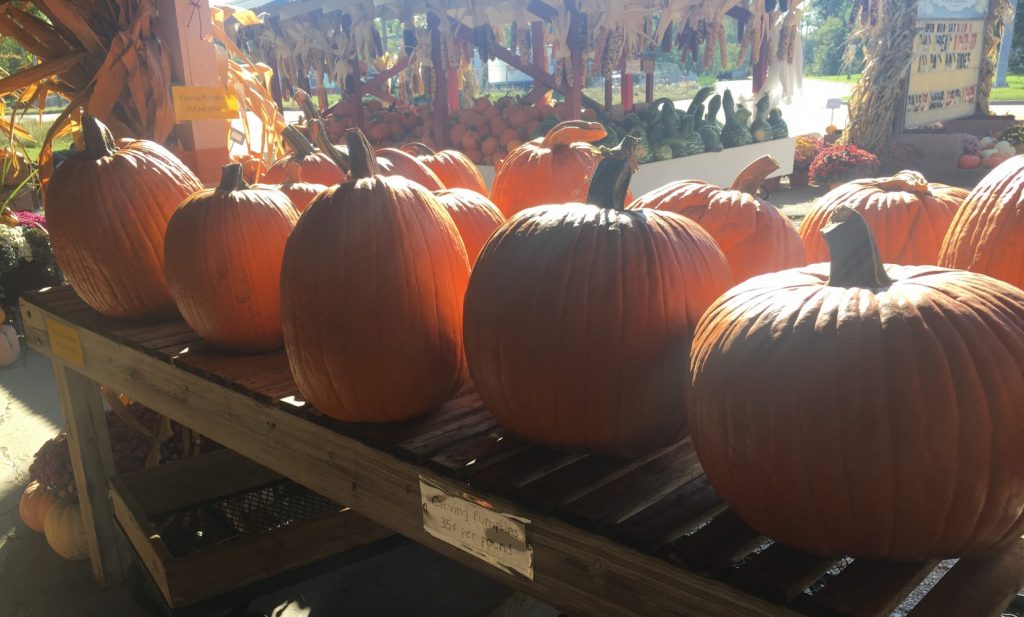 Elzinga Farm & Greenhouse photo 2