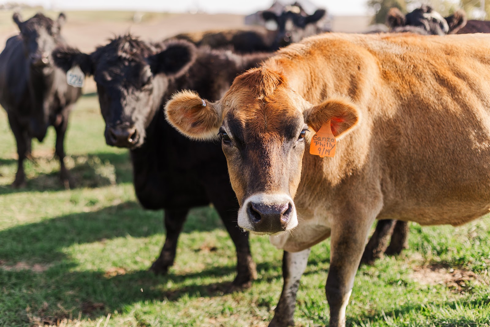 Tenley Farms photo 3