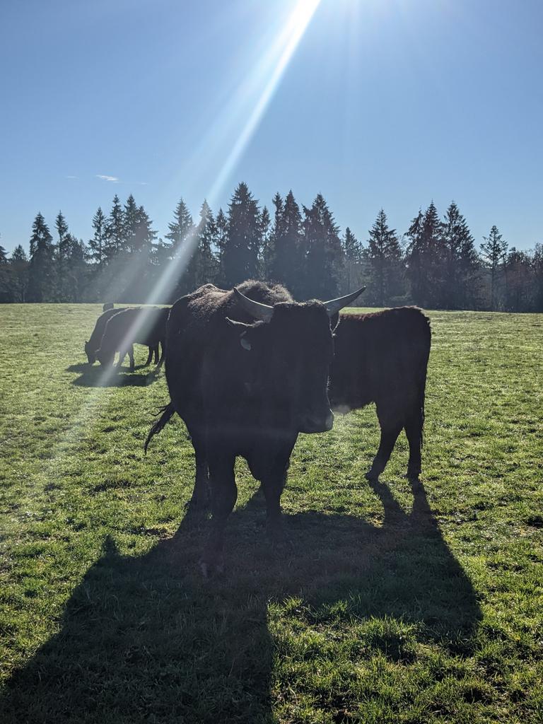Carlson Ranch