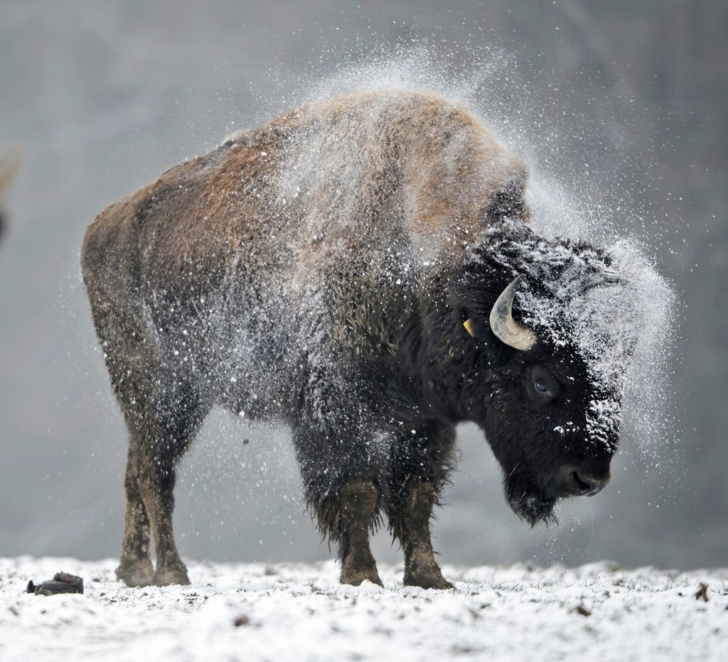 Carolina Bison